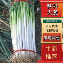 【精品】山西铁杆大葱产地直发大量供货量大从优