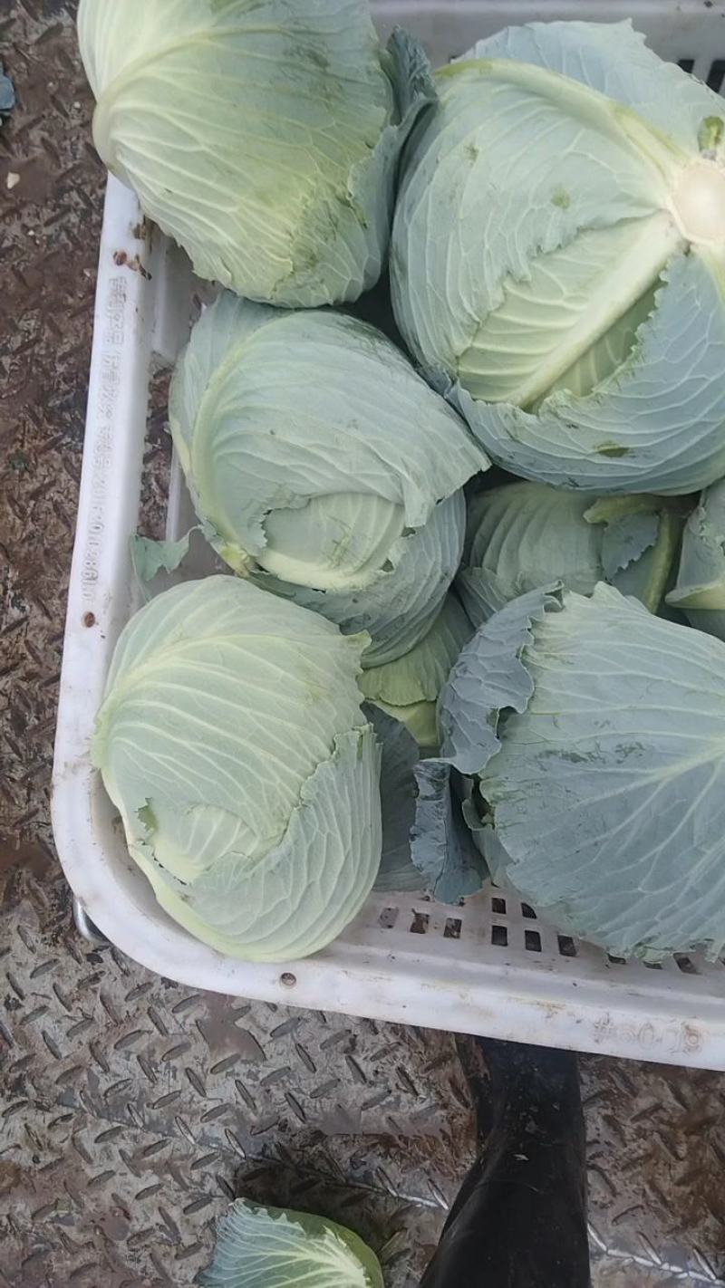 精品扁包菜1~2公斤