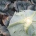 精品扁包菜1~2公斤