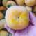 广西桂林恭柿饼大量供应保质保量新鲜加工对接全国客户可咨询