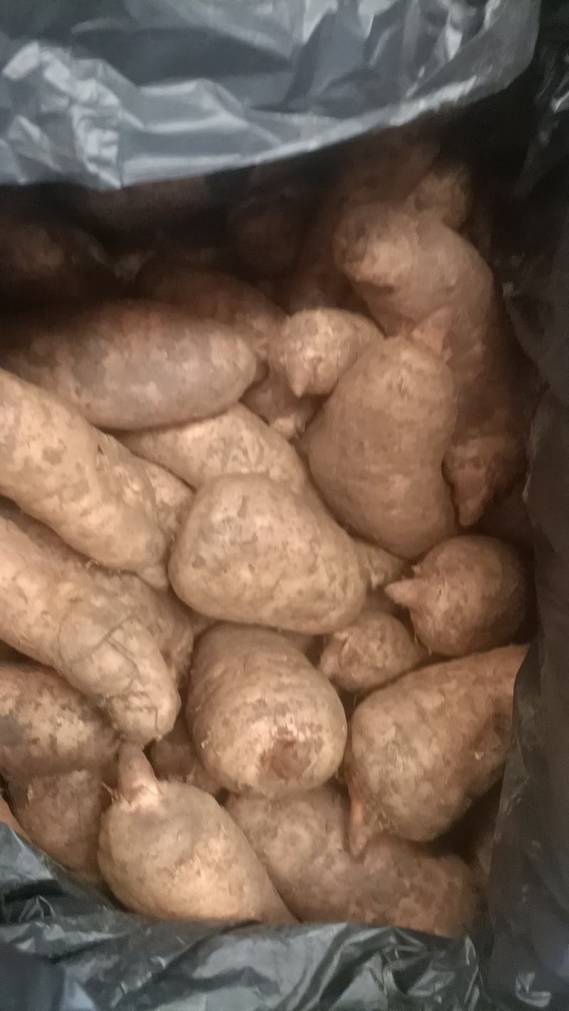 新鲜天麻正当季，规格齐全，欢迎新老客户订购，运费买家自理