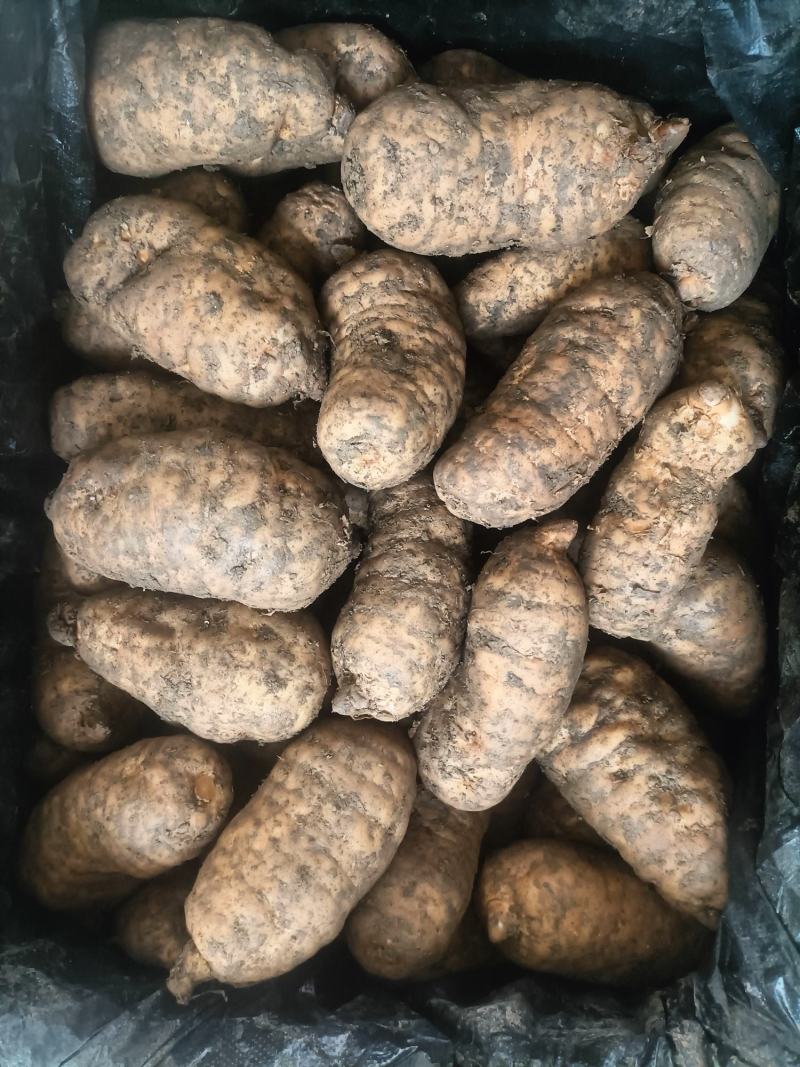 新鲜天麻正当季，规格齐全，欢迎新老客户订购，运费买家自理