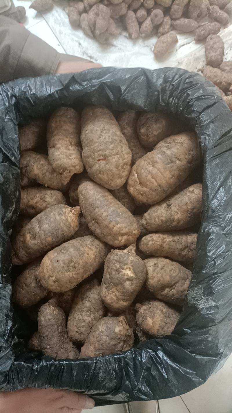 新鲜天麻正当季，规格齐全，欢迎新老客户订购，运费买家自理