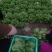 大棚叶菜