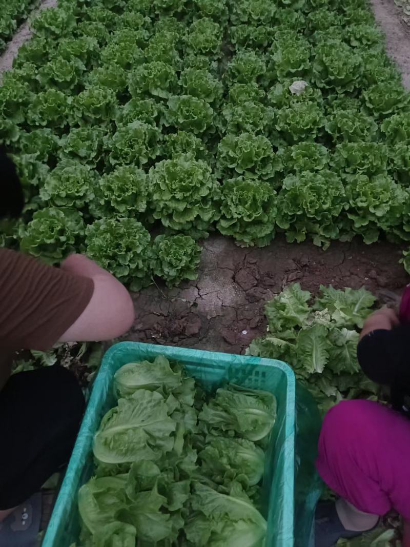 大棚叶菜
