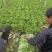 大棚叶菜