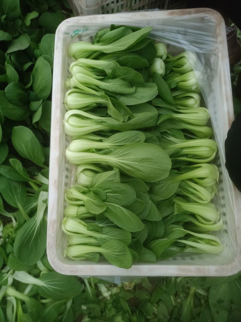 大棚叶菜