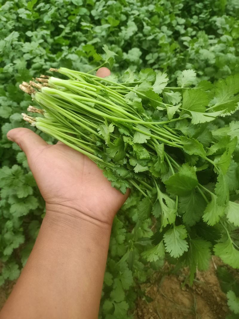 大棚叶菜