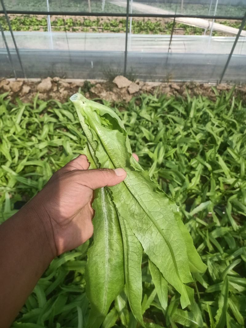 大棚叶菜