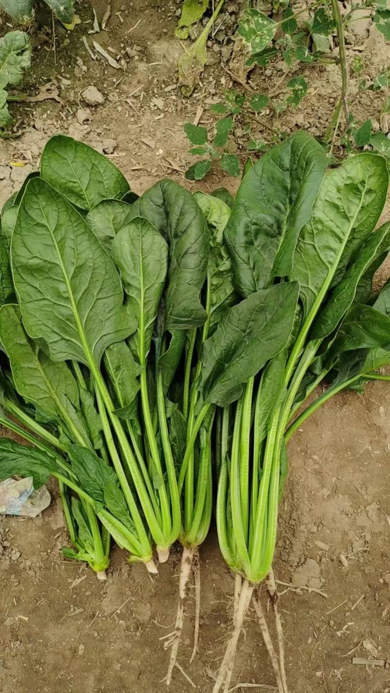 大棚叶菜