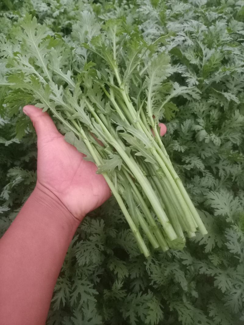 大棚叶菜