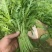 大棚叶菜