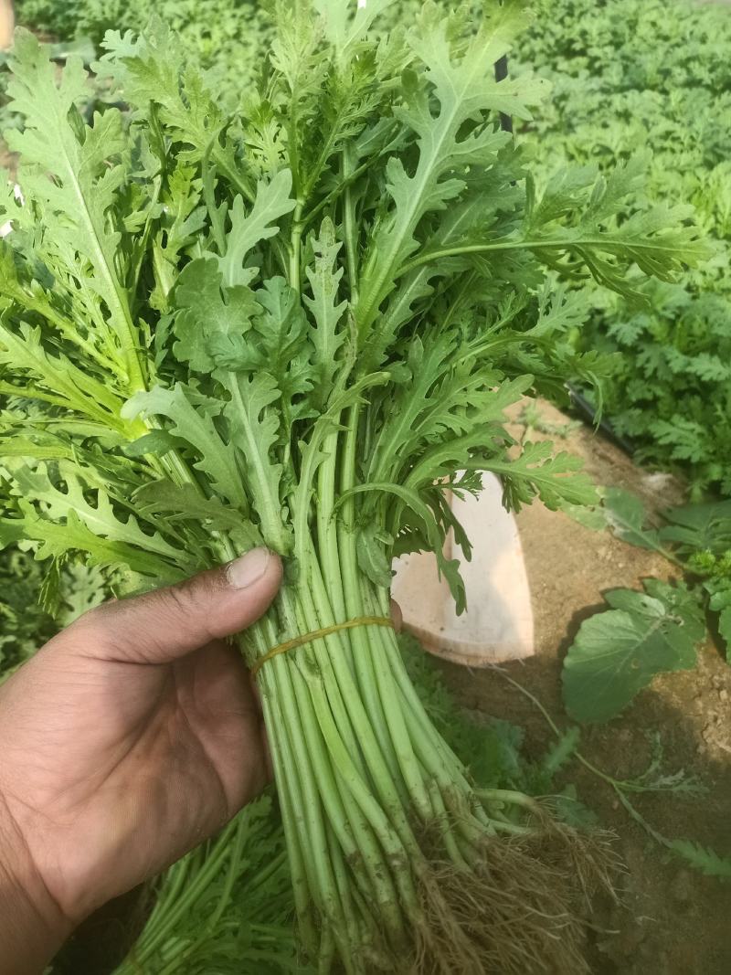 大棚叶菜