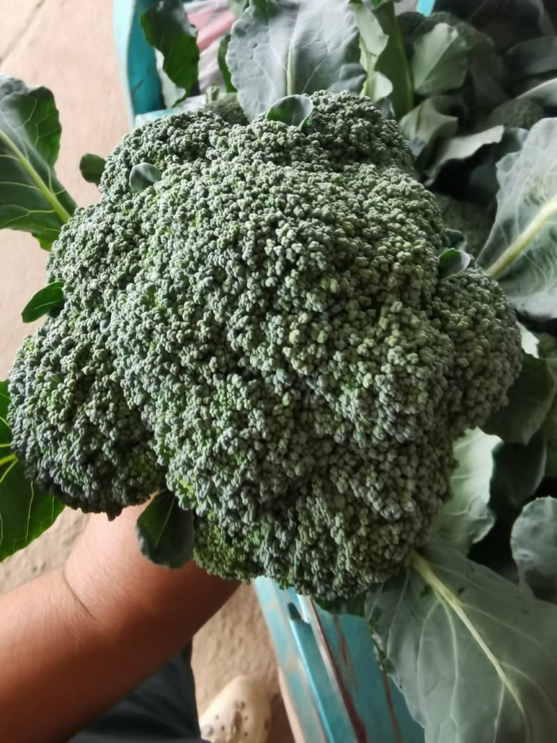 产地直销精品西蓝花大量有货新鲜采摘欢迎咨询