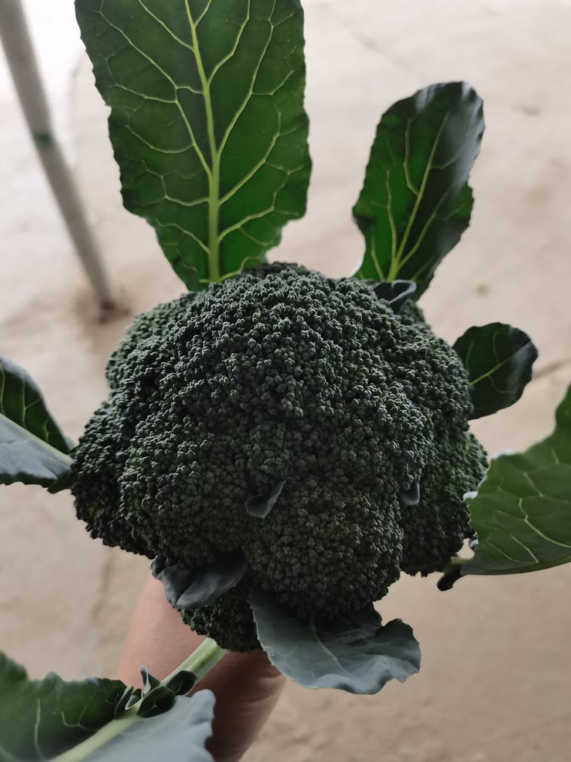 产地直销精品西蓝花大量有货新鲜采摘欢迎咨询