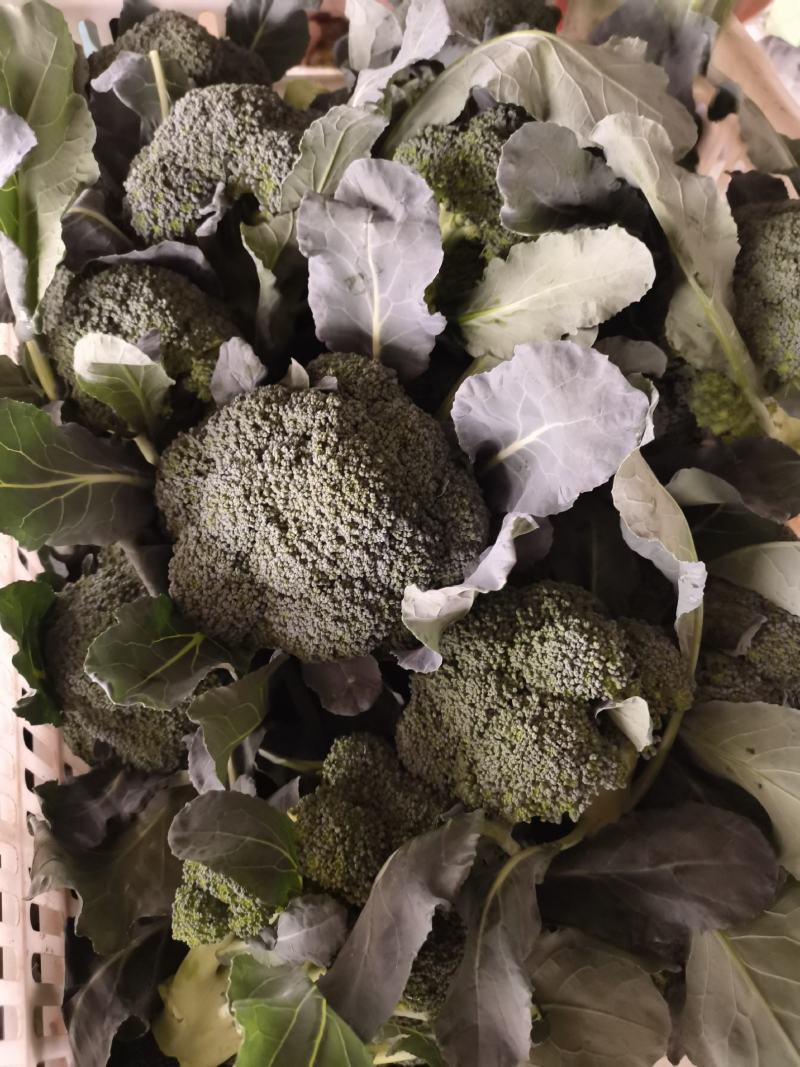 产地直销精品西蓝花大量有货新鲜采摘欢迎咨询