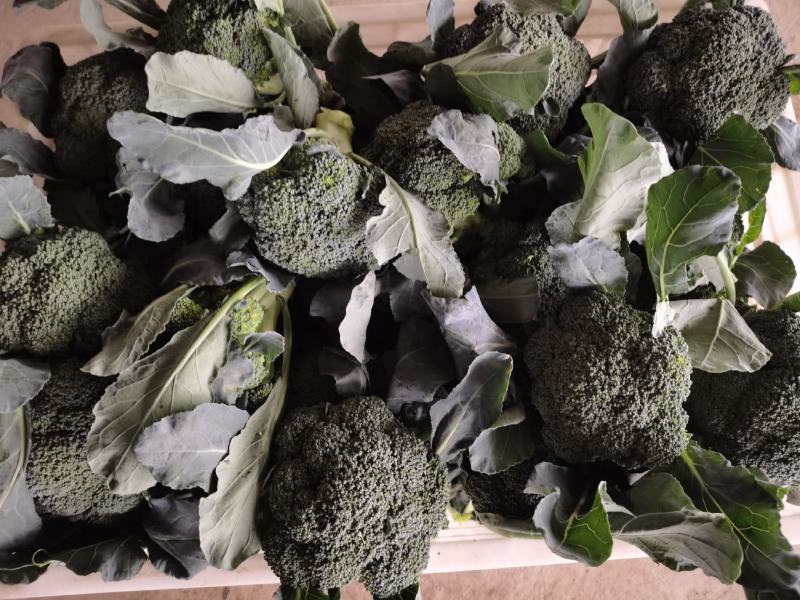 产地直销精品西蓝花大量有货新鲜采摘欢迎咨询