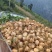 冕宁里庄红土地瓜凉署土瓜
