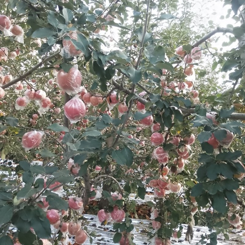 [热卖]山西运城红富士苹果苹果产地直发专业代办