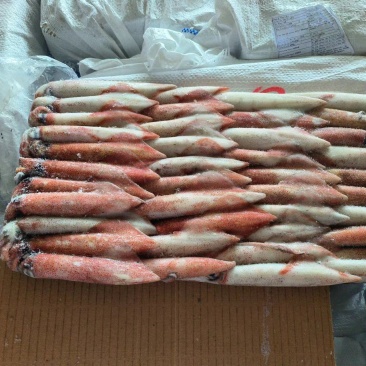 钓鱿东山小管锁管5号鱿鱼小管鱿鱼