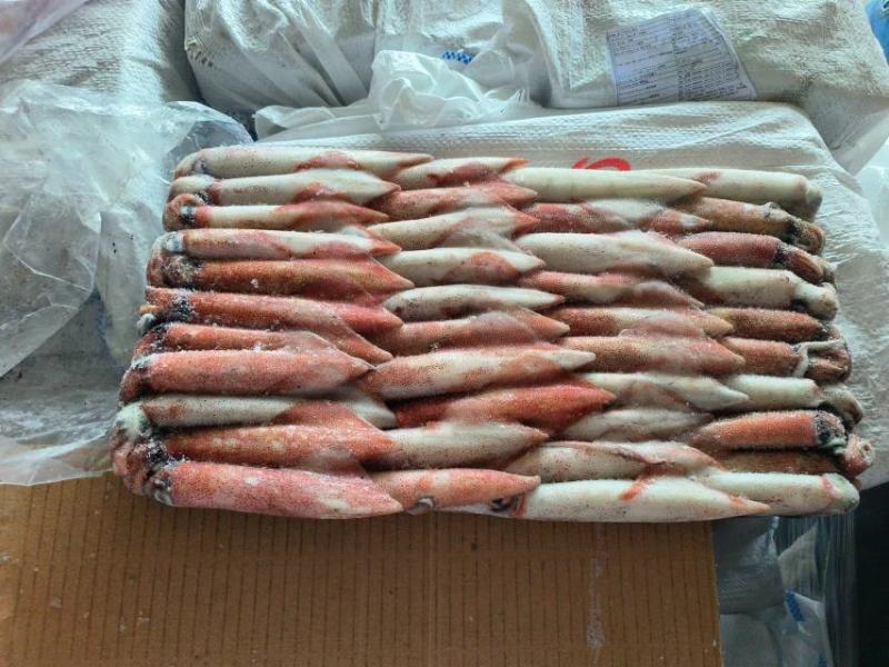 钓鱿东山小管锁管5号鱿鱼小管鱿鱼
