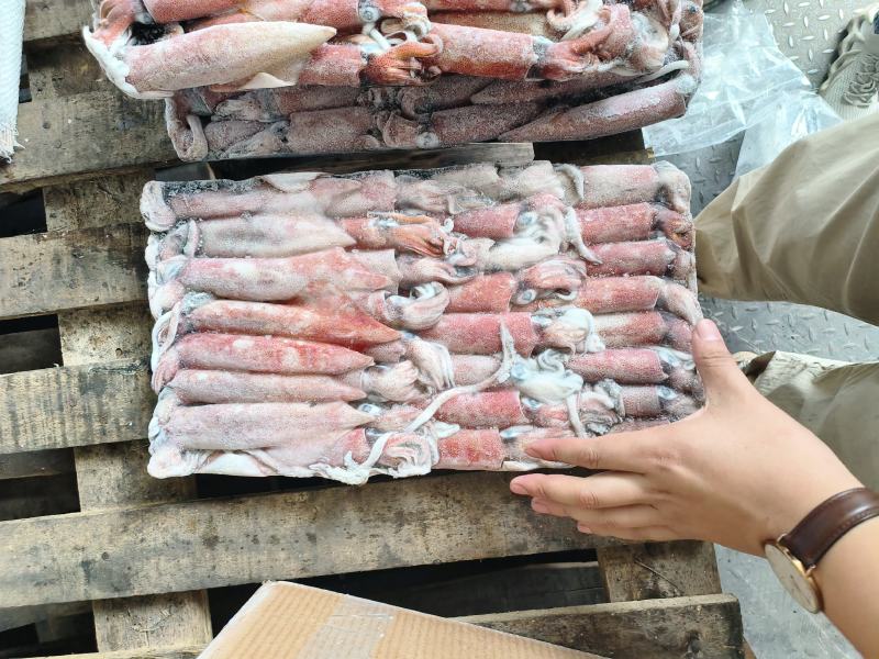 钓鱿东山小管锁管5号鱿鱼小管鱿鱼
