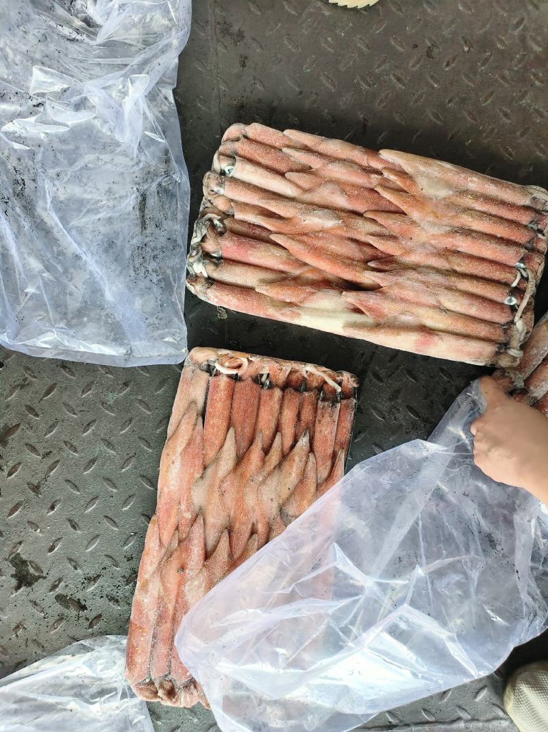 钓鱿东山小管锁管5号鱿鱼小管鱿鱼