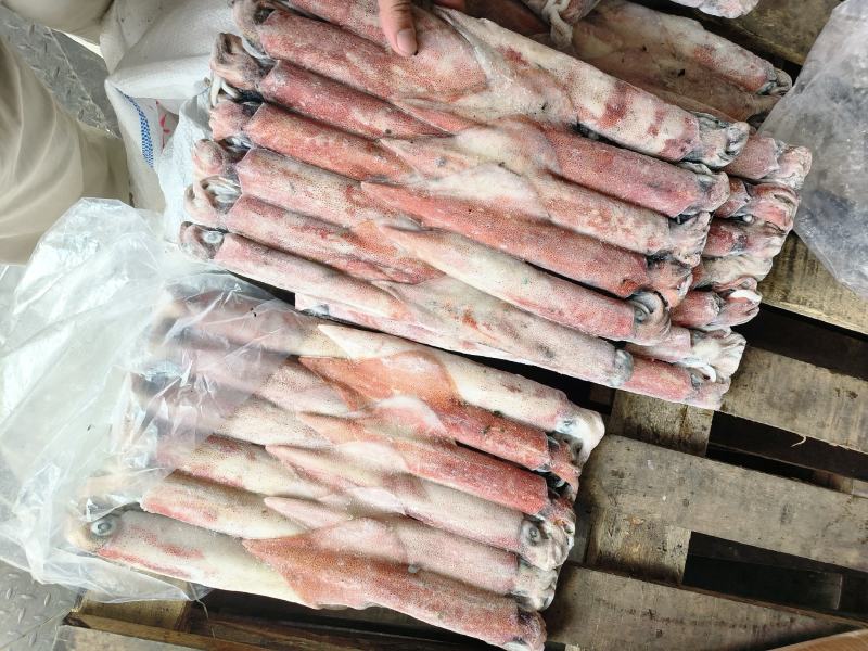 钓鱿东山小管锁管5号鱿鱼小管鱿鱼