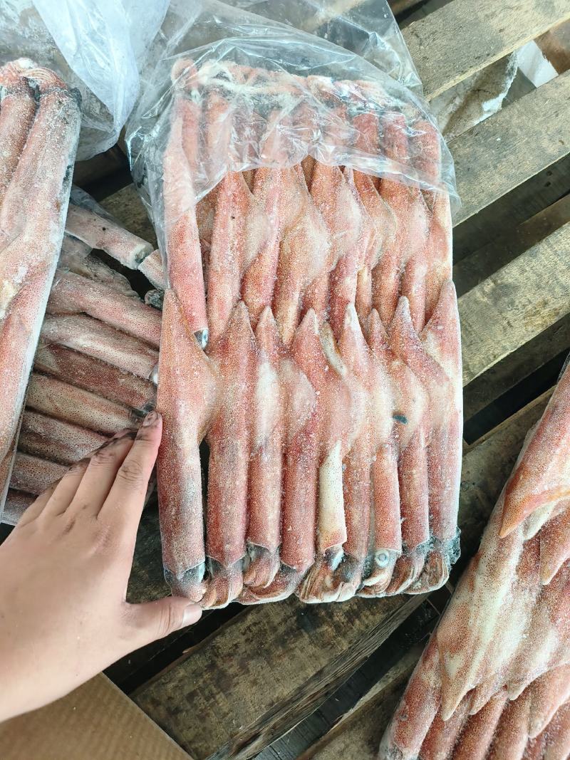 钓鱿东山小管锁管5号鱿鱼小管鱿鱼