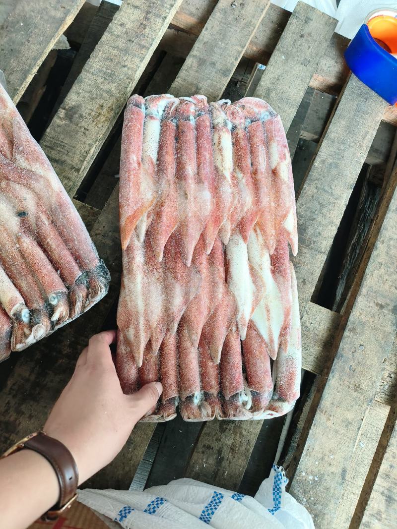 钓鱿东山小管锁管5号鱿鱼小管鱿鱼