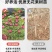 无花果树苗顺丰发货当年结果买多送多