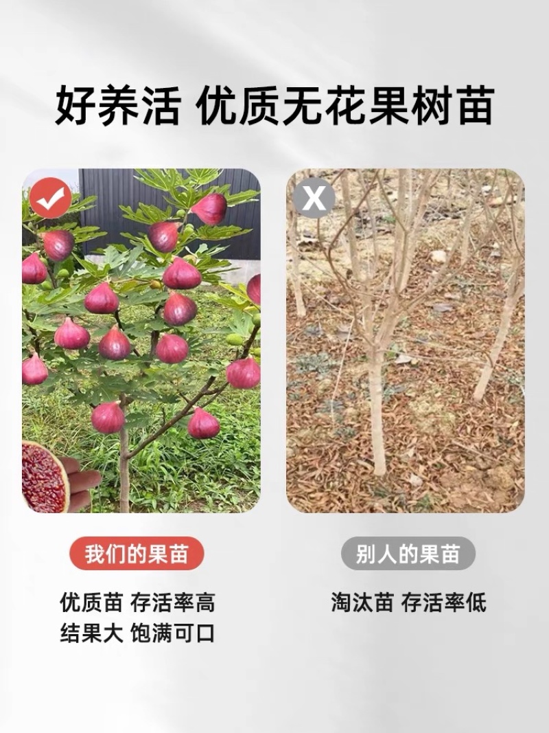 无花果树苗顺丰发货当年结果买多送多