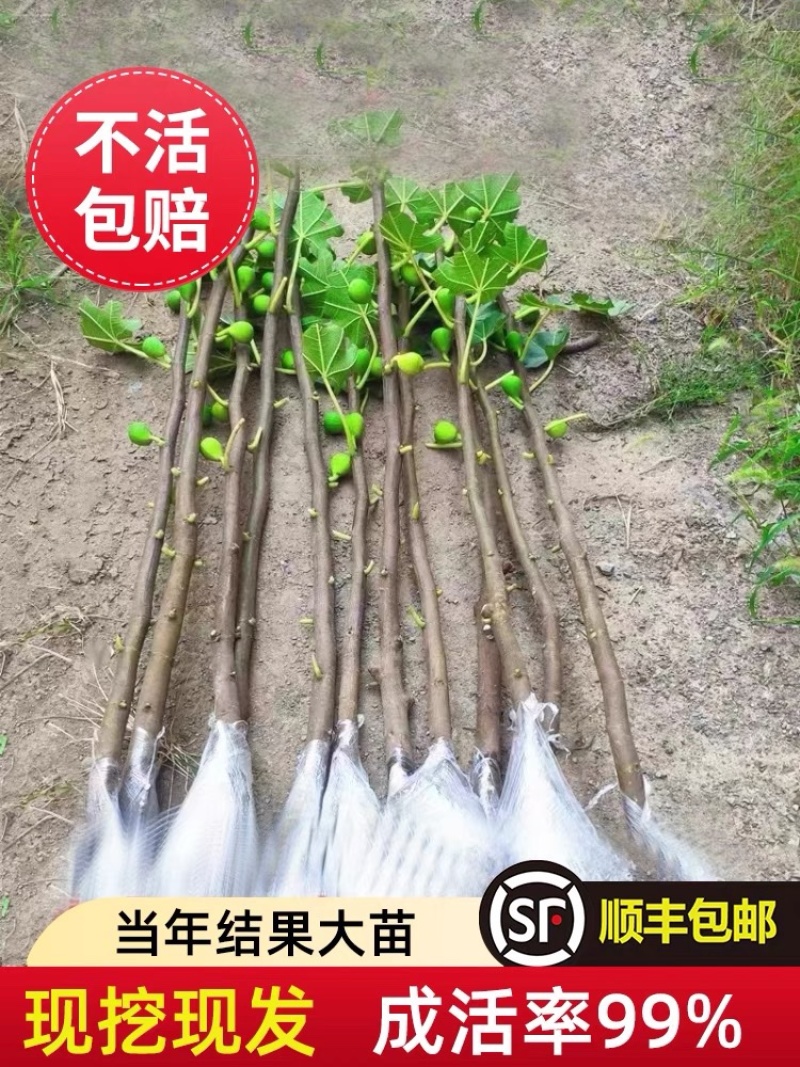 无花果树苗顺丰发货当年结果买多送多