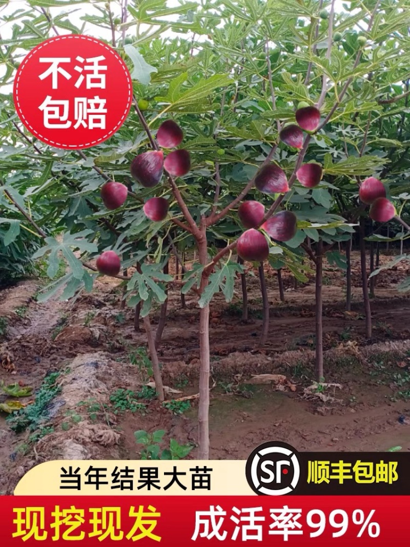 无花果树苗顺丰发货当年结果买多送多