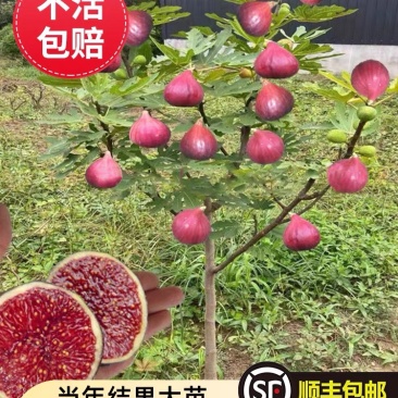 无花果树苗顺丰发货当年结果买多送多