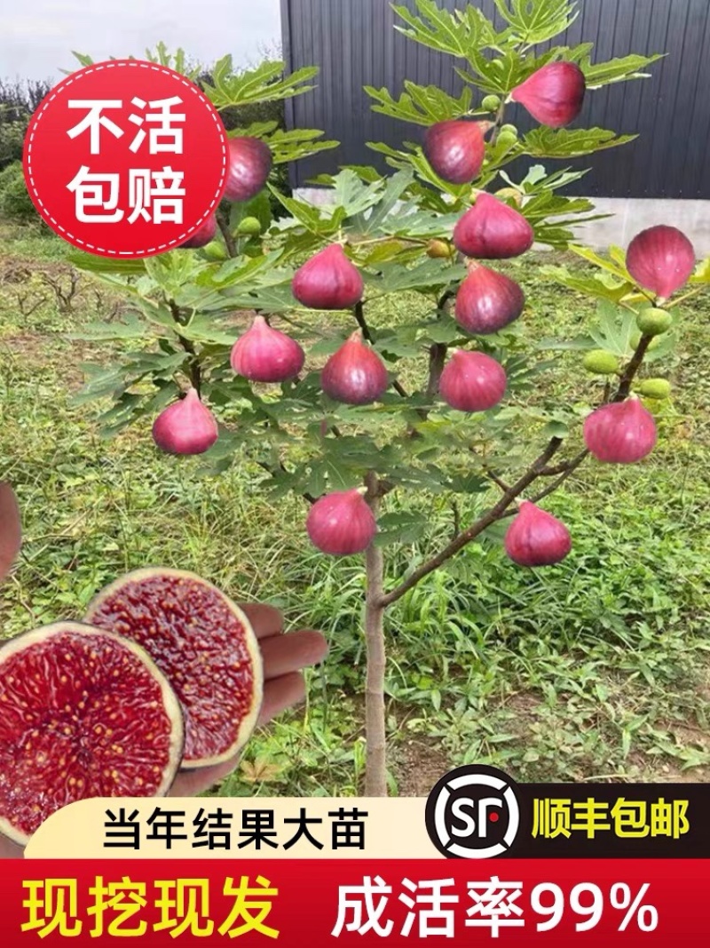 无花果树苗顺丰发货当年结果买多送多