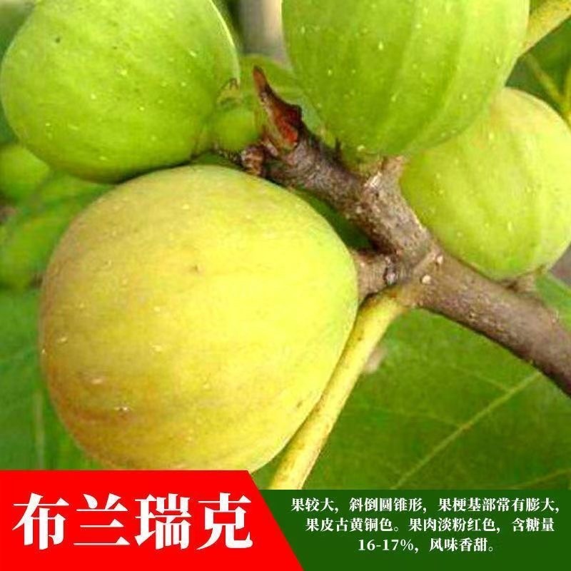 无花果树苗顺丰发货当年结果买多送多