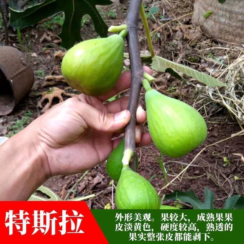 无花果树苗顺丰发货当年结果买多送多