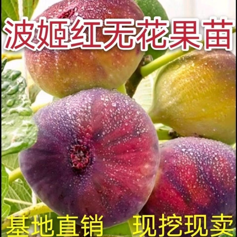 无花果树苗顺丰发货当年结果买多送多