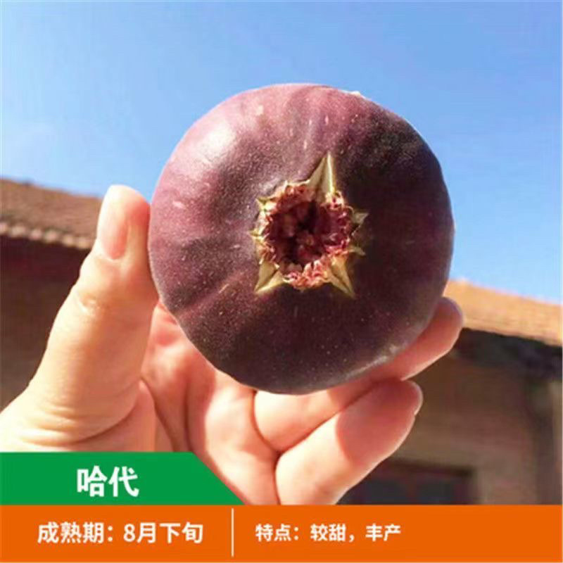 无花果树苗顺丰发货当年结果买多送多