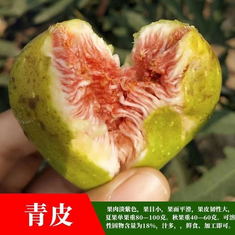 无花果树苗顺丰发货当年结果买多送多