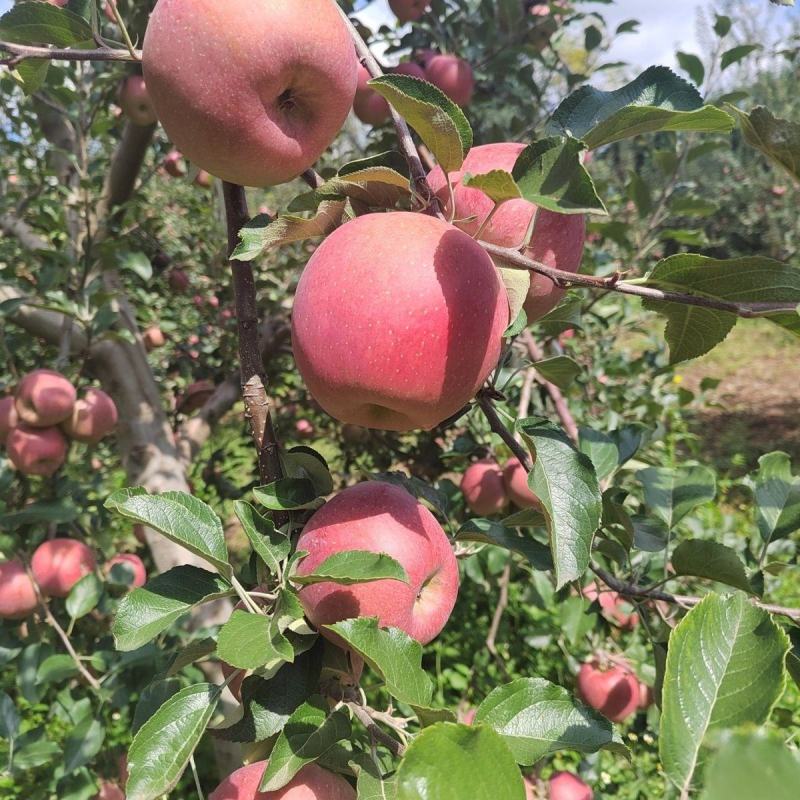 【昭通苹果】云南丑苹果冰糖心一条龙产地直发有需来电详谈