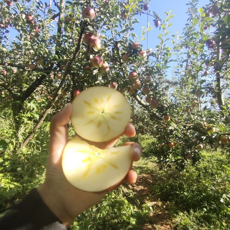 【昭通苹果】云南丑苹果冰糖心一条龙产地直发有需来电详谈