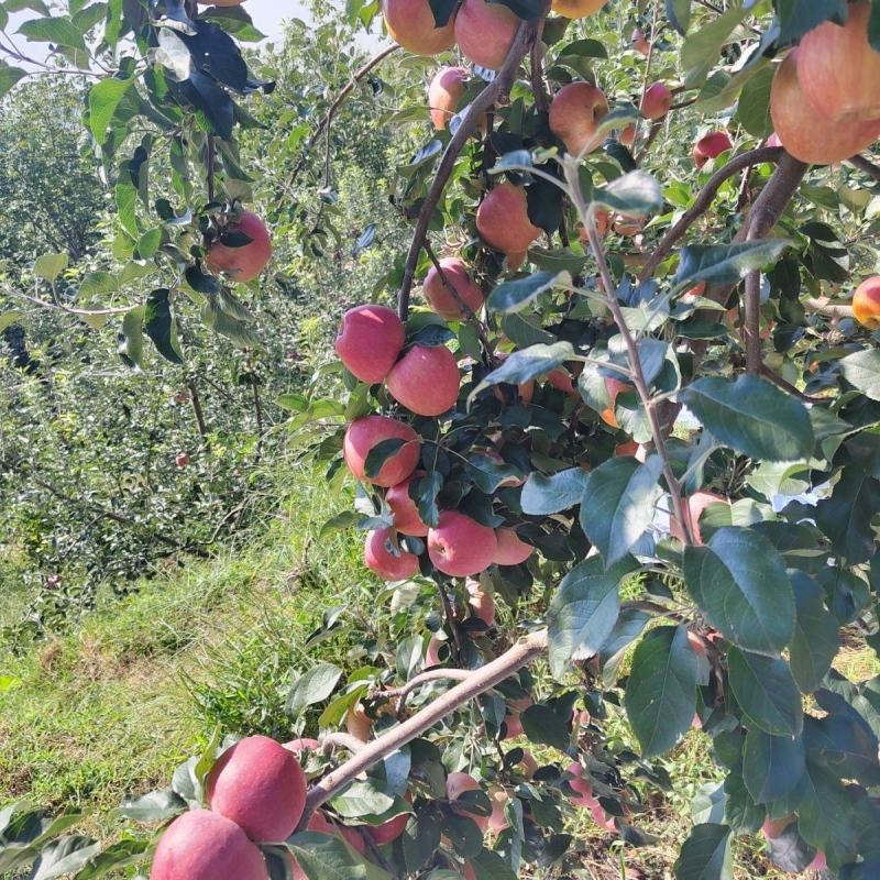 【昭通苹果】云南丑苹果冰糖心一条龙产地直发有需来电详谈