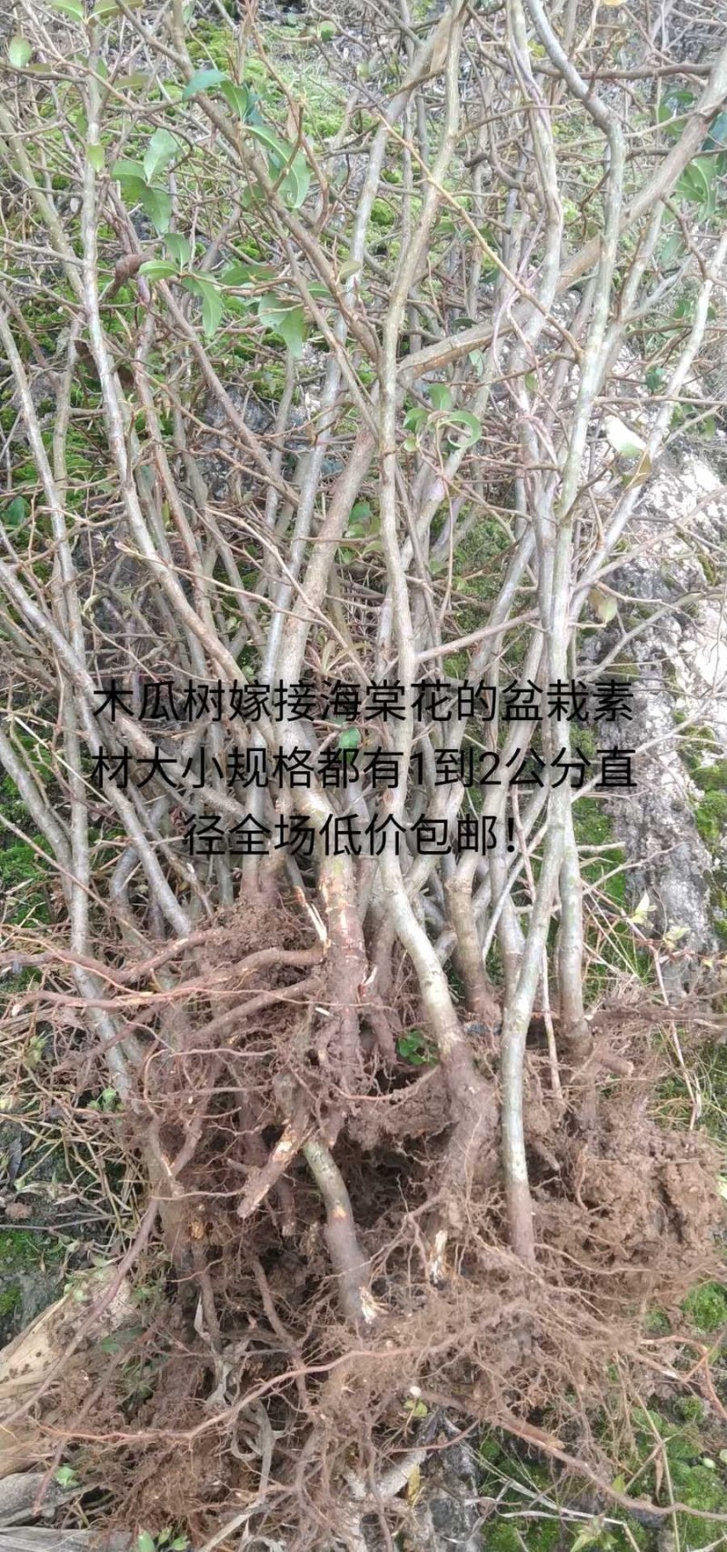 药用皱皮无籽木瓜苗