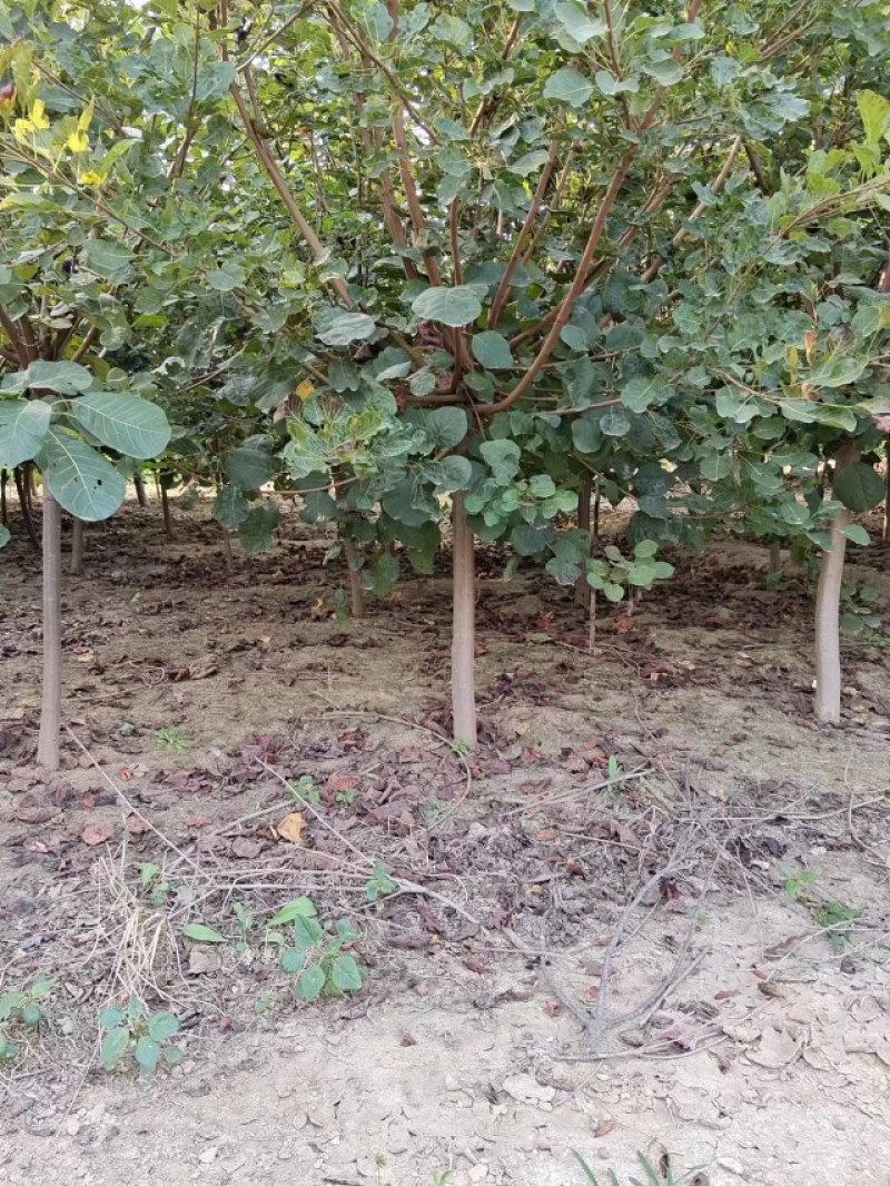 大量出售本基地黄栌
