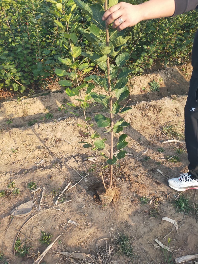 大量出售本基地黄栌