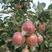冰糖心红富士苹果大量现货，自家果园，果型端正，是脆甜多汁
