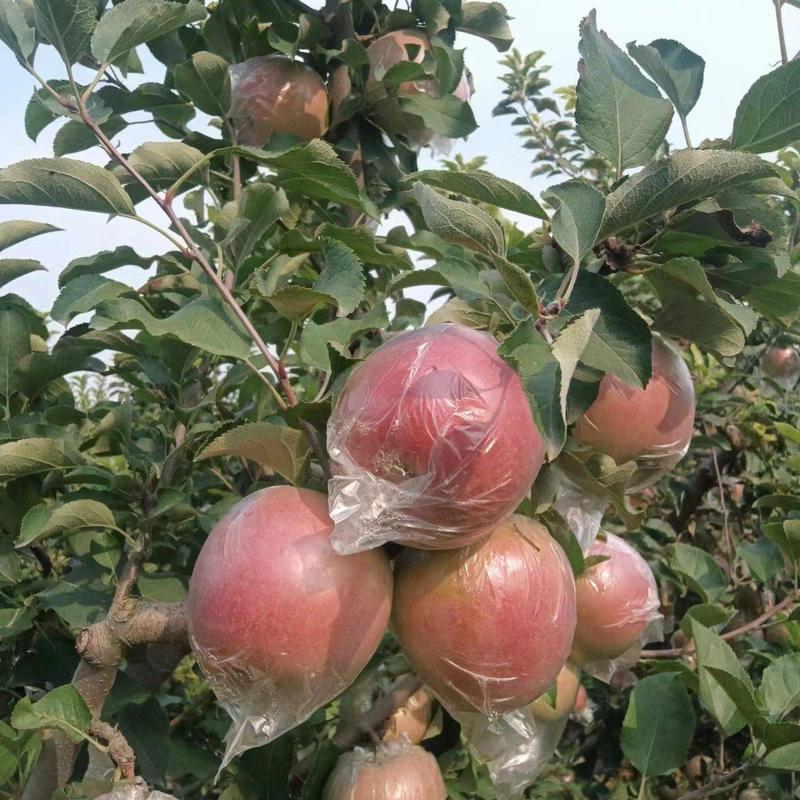 冰糖心红富士苹果大量现货，自家果园，果型端正，是脆甜多汁