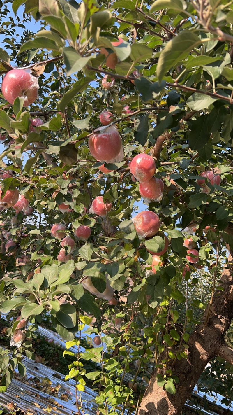 山西红富士苹果大量供应，全国发货，精品供应